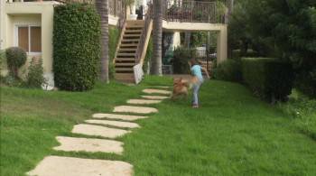 Screenshot 2 from Chihuahua Too! (Full Movie)