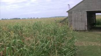 Screenshot 2 from Children of the Corn (Full Movie)