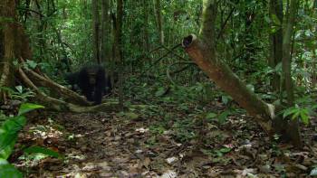 Screenshot 2 from Chimpanzee (Full Movie)