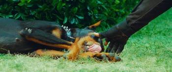 Screenshot 1 from Chinese Zodiac (Full Movie)