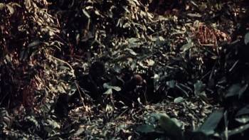 Screenshot 1 from Clarence, the Cross-Eyed Lion (Full Movie)
