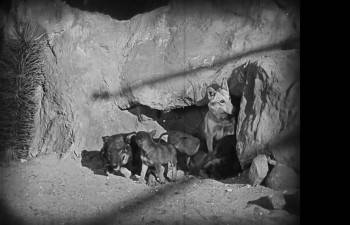 Screenshot 1 from Clash of the Wolves (Full Movie)