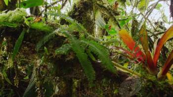 Screenshot 2 from Colombia: Wild Magic (Full Movie)