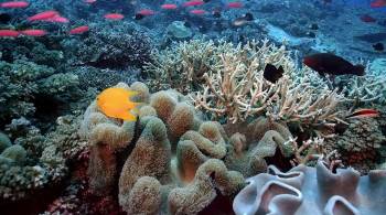Screenshot 1 from Coral Reef Adventure (Full Movie)