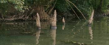 Screenshot 3 from Corn Island (Full Movie)