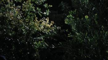 Screenshot 1 from Cursed (Full Movie)
