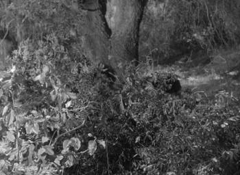 Screenshot 2 from Daughter of the Jungle (Full Movie)