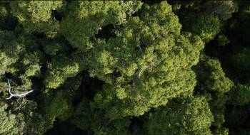 Screenshot 1 from David Attenborough: A Life on Our Planet (Full Movie)