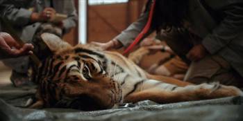 Screenshot 2 from Day of the Tiger (Full Movie)