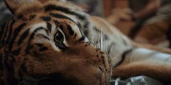 Screenshot 3 from Day of the Tiger (Full Movie)
