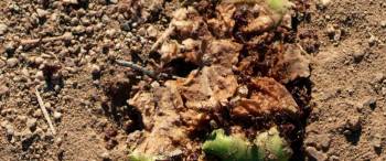Screenshot 1 from Dead Ant (Full Movie)