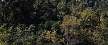 Screenshot 1 from Deep Woods (Full Movie)