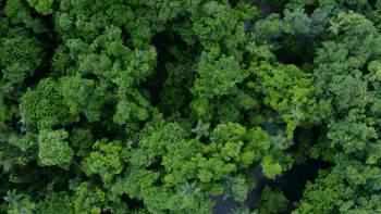 Screenshot 1 from Dino Bird (Full Movie)