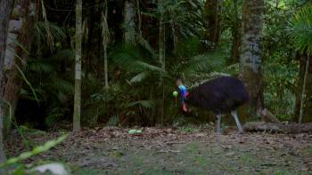 Screenshot 2 from Dino Bird (Full Movie)