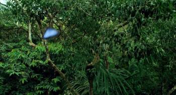 Screenshot 1 from Disneynature: Wings of Life (Full Movie)