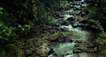 Screenshot 2 from Disneynature: Wings of Life (Full Movie)