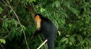 Screenshot 3 from Disneynature: Wings of Life (Full Movie)
