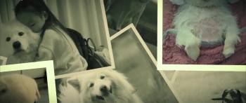 Screenshot 2 from Dog Days (Full Movie)