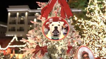 Screenshot 3 from Dogs of the Year 2022 (Full Movie)