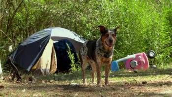 Screenshot 1 from Dogs on the Inside (Full Movie)