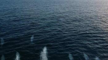 Screenshot 1 from Dolphin Kick (Full Movie)