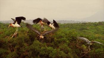 Screenshot 3 from Duma (Full Movie)