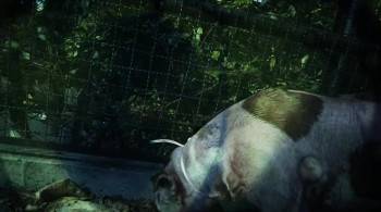 Screenshot 1 from El Hombre Búfalo (Full Movie)