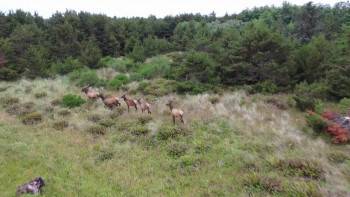 Screenshot 1 from Elk Country (Full Movie)