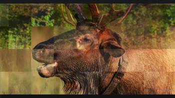 Screenshot 2 from Elk Country (Full Movie)