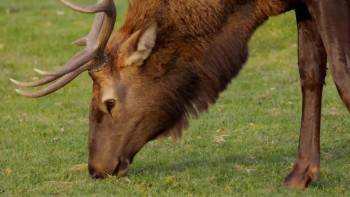 Screenshot 3 from Elk Country (Full Movie)