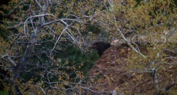 Screenshot 1 from Endangered Species (Full Movie)