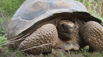 Screenshot 1 from Escape from Extinction (Full Movie)