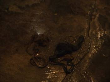 Screenshot 1 from Evolution (Full Movie)
