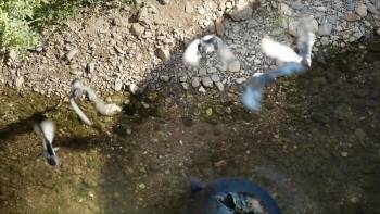Screenshot 1 from Evolution im Großstadtdschungel (Full Movie)
