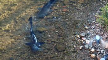 Screenshot 2 from Evolution im Großstadtdschungel (Full Movie)
