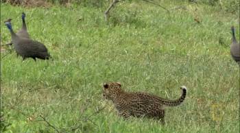 Screenshot 1 from Eye of the Leopard (Full Movie)