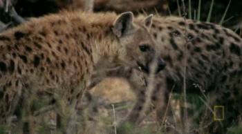 Screenshot 3 from Eye of the Leopard (Full Movie)