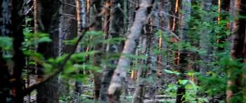 Screenshot 1 from Eyes from the Pines (Full Movie)