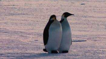 Screenshot 2 from Farce of the Penguins (Full Movie)
