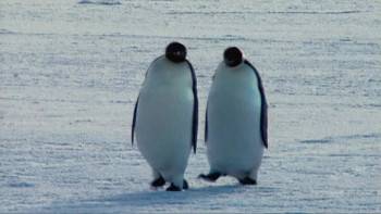 Screenshot 3 from Farce of the Penguins (Full Movie)
