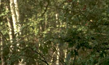 Screenshot 2 from Faustine et le bel été (Full Movie)