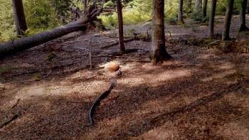 Screenshot 1 from Festmahl der Tiere (Full Movie)