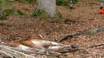 Screenshot 2 from Festmahl der Tiere (Full Movie)