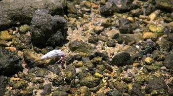 Screenshot 2 from Fish School 2 (Full Movie)