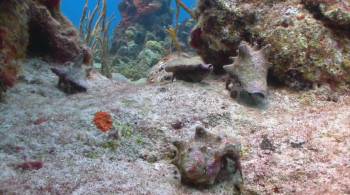 Screenshot 3 from Fish School 2 (Full Movie)