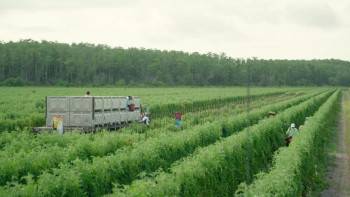 Screenshot 1 from Food, Inc. 2 (Full Movie)