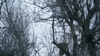 Screenshot 2 from For Walter and Josiah (Full Movie)