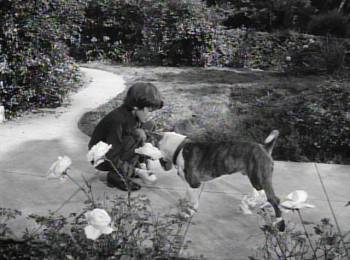 Screenshot 1 from Frankenweenie (Full Movie)
