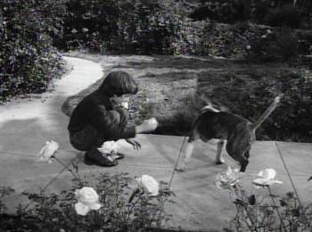 Screenshot 2 from Frankenweenie (Full Movie)
