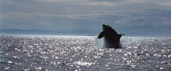 Screenshot 2 from Free Willy (Full Movie)